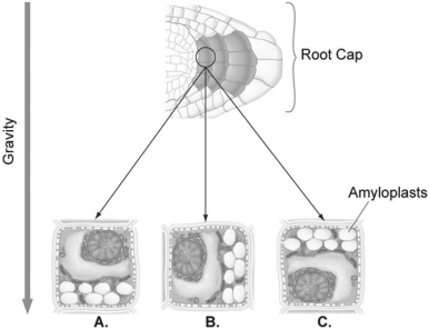 -Suppose you laid a seedling on its side so that the root was parallel to the ground as shown in the figure above.Several hours after the change in position,where in the root cells (position A,B,or C in the figure above)would you find the amyloplasts?