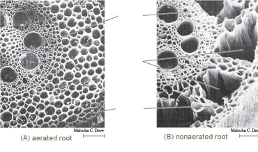 -The figure above shows the cross section of a root grown under different conditions.Explain what is happening in picture B?