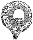 <strong> The structure diagrammed in the figure is the</strong> A)neuromast. B)statocyst. C)taste bud. D)ommatidium. E)olfactory bulb.