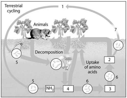 Use the following figure to answer the questions below. -On the diagram of the nitrogen cycle,which number represents nitrogen-fixing bacteria?