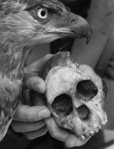 <strong>Which of the following can be dated using radiocarbon dating methods? </strong> A) stone tools from Olduvai Gorge B) stone of volcanic origin C) hair preserved in peat bogs D) Australopithecus afarensis mitochondrial DNA