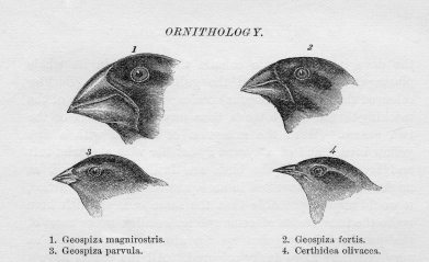 <strong>What is evolution? </strong> A) Evolution is a change in physical appearance that develops when a species migrates to new climates. B) Evolution describes how human populations physically change in response to environmental changes and technological advances. C) Evolution is any type of genetic mutation that appears in a species and can be passed down to the next generation. D) Evolution describes how biological adaptations in organisms occur as a response to environmental changes, developing over generations.
