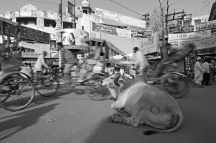 <strong>Hindus venerate the cow (even when they create serious traffic hazards) in order to fully embrace the idea of ahimsa, the practice of nonviolence toward all living things. For a Hindu, then, the cow is much more than an animal with four legs. How is the cow vital in this religious system? </strong> A) It is a symbol that allows them to avoid eating beef. B) It is a symbol that makes their religious world real. C) It is a symbol that anthropologists have created to understand Hinduism. D) It is a symbol that represents God in their pantheon.