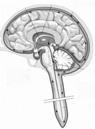 <strong>This figure illustrates the circulation of </strong> A) blood through the brain and spinal cord. B) CSF between the meninges and the upper layer of cortex. C) CSF through the ventricles, the central canal of the spinal cord, and in the subarachnoid space. D) CSF, from its manufacture in the subarachnoid space into the ventricles and central canal of the spinal cord.