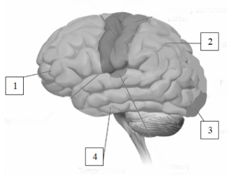 -(see Figure 2.21) Fill in the names of the four lobes depicted in this figure: Area 1: ____________________ Area 2: ____________________ Area 3: ____________________ Area 4: ____________________