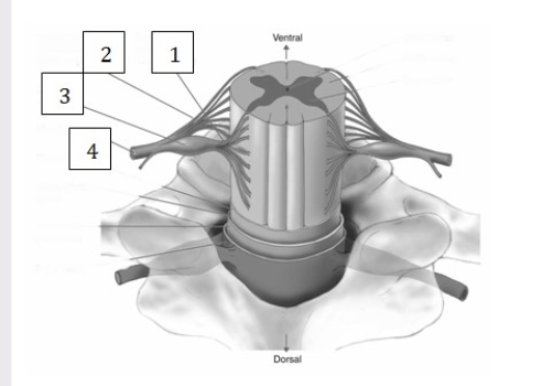-The nerve fibers designated as 1 in this illustration carry ____________________ information, and the nerve fibers designated as 2 carry ____________________ information.
