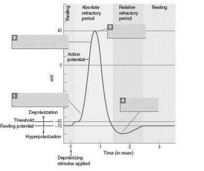 As seen in the picture, the relative refractory period begins approximately _________ msec after the beginning of the rise of the action potential.
