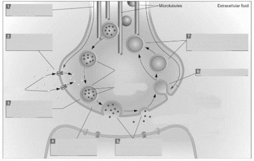 ?(see Figure 3.20) During exocytosis, ________ ions enter the presynaptic terminal and trigger the migration of ________. ?