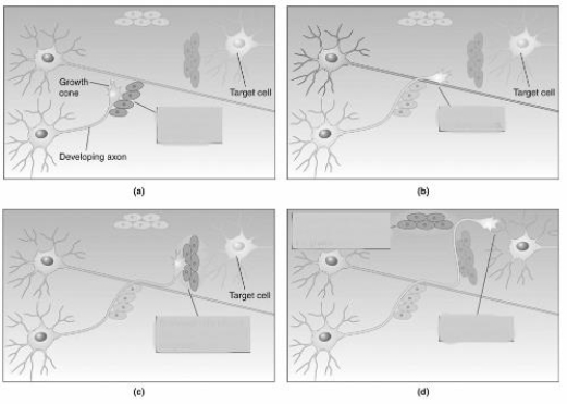 (Figure 5.17) - As the developing axon grows toward its target, it may stick to ____________________ on the surface of other cells (a), ____________________ by following other axons (b), or be influenced by chemicals release by ____________________ (c and d).