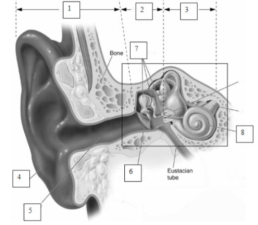 <strong> Lyperior is taking a quiz on the ear as shown in the picture. She labels #6 as the ______ and #8 as the _____. (see Figure 7.3) </strong> A) pinna; tympanic membrane B) oval window; pinna C) oval window; cochlea D) tympanic membrane; cochlea