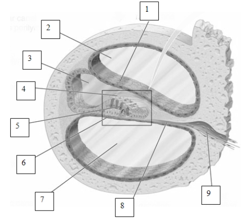 <strong> ?(see Figure 7.4) Which of the membranes in the cochlea is labeled # 6 in this image? </strong> A) the tympanic membrane B) the basilar membrane C) Reissner's membrane D) the tectorial membrane