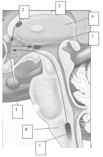 <strong> (see Figure 9.12) Shanda is studying this diagram because she has a quiz on how the body responds to _______ tomorrow. </strong> A) normal eating behavior B) temperature C) thirst D) abnormal eating behavior