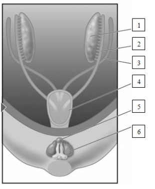 <strong> In this illustration of the six-week-old embryo, the structure identified by # 3 will develop fully in </strong> A) both males and females. B) males and remnants will remain in females. C) males but degenerate in females. D) females but degenerate in males.