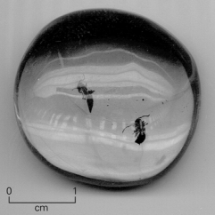 <strong>What type of fossil is shown in the picture? </strong> A)body fossil B)trace fossil C)mold fossil D)cast fossil