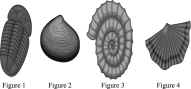 Which of the following is a brachiopod?  