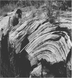 <strong>What do geologists call the layering seen in this picture? </strong> A)tilted bedding B)metamorphic foliation C)sedimentary layers D)cleavage planes