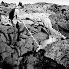 <strong>What type of rock is being formed in the picture? </strong> A)igneous B)sedimentary C)metamorphic D)inequant