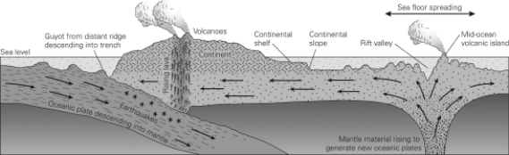 <strong>The term and concept of seafloor spreading (see figure below)was developed by ________.  </strong> A)Hess and Dietz B)Hess and Wegener C)Wegener and Dietz D)Wegener <div style=padding-top: 35px> 