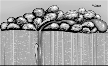 <strong>The figure below shows mafic magma as it meets the seafloor,which cools to form an igneous rock called ________. </strong> A)pegmatite B)pillow basalt C)laccolith D)pluton