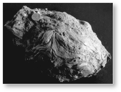 <strong>The image below shows a ________,which is a large piece of pyroclastic debris ejected during an eruption,with a smooth texture due to the fact that it was partially molten when ejected. </strong> A)block B)bomb C)lapilli D)xenolith