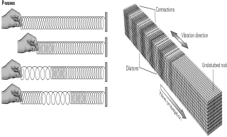 <strong>As shown in the figure below,a coiled spring would be useful in illustrating any ________ wave. </strong> A)surface B)body C)shear D)compressional