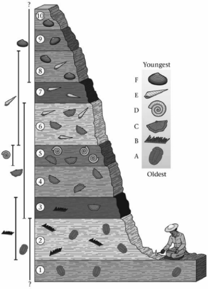 <strong>Which principle of stratigraphy could be used to determine the relative ages of Layer 7 and Layer 3?  </strong> A)the principle of fossil succession B)the principle of original horizontality C)the principle of lateral continuity D)the principle of inclusions <div style=padding-top: 35px> 