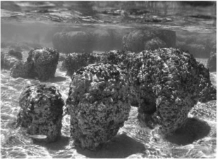 <strong>Stromatolites are layered structures produced by the activity of ________. </strong> A)dinosaurs B)methanogens C)cyanobacteria D)green algae