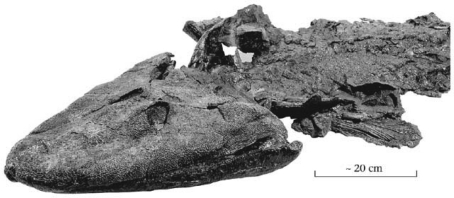 <strong>The fossil fish Tiktaalik made headlines in 2005 because it ________. </strong> A)was preserved with a hook in its mouth and represents the oldest evidence of human fishing B)was the largest shark ever recovered from the fossil record C)represents a transitional form between lobe-finned fish and terrestrial vertebrates D)was found alive in the modern deep ocean;previously,the fish was thought to be extinct