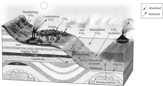 <strong>The figure below shows parts of the global carbon cycle.Which chemicals are also parts of the carbon cycle? </strong> A)CO (carbon monoxide),C (graphite or diamond),and CO3 (carbon trioxide) B)CH4 (methane),O3 (ozone),and C (graphite or diamond) C)CH4 (methane),HCO3- (bicarbonate),and CaCO3 (calcite) D)CO (carbon monoxide),CO3 (carbon trioxide),and CaCO3 (calcite)