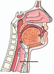 <strong>The anatomy identified on the lateral neck below is the: </strong> A) oropharynx. B) esophagus. C) larynx. D) trachea.