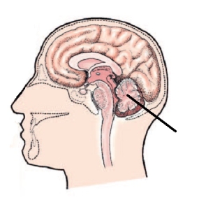 <strong>The area of the brain identified in the figure below is the: </strong> A) pons. B) cerebrum. C) cerebellum. D) brainstem.
