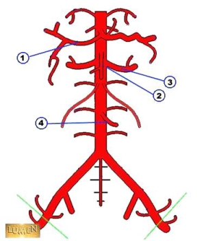 <strong>The artery in the figure labeled 2 below is the _____ artery. </strong> A) superior mesenteric B) inferior mesenteric C) splenic D) renal