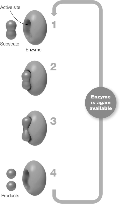 Which facts about enzymes are not visualized in this figure?