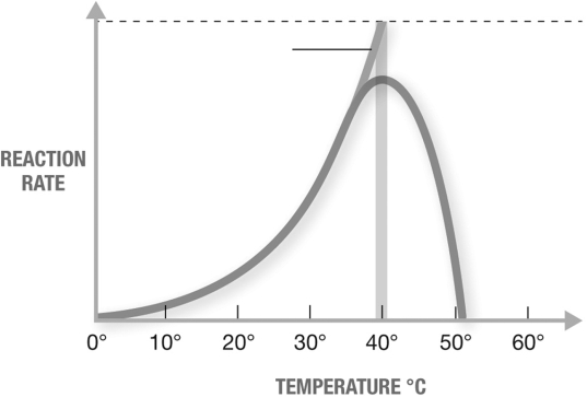 The graph shows enzyme activity as a function of temperature for a mesophilic microbe. How would you predict that the graph would change if the organism was a psychrophile (an organism that thrives at low temperatures)?