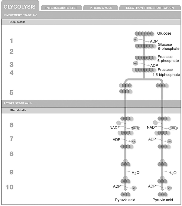 Refer to the numbered steps in the figure when answering the question. Which step is a redox reaction?