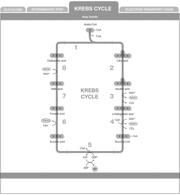 Refer to the numbered steps in the figure when answering the question. Two carbons in the form of acetyl- CoA enter the Krebs cycle by joining with oxaloacetic acid, a 4- carbon molecule. During which step does carbon leave the Krebs cycle in the form of CO<sub>2</sub>?  