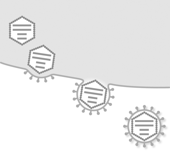 Which stage of viral replication is shown?  