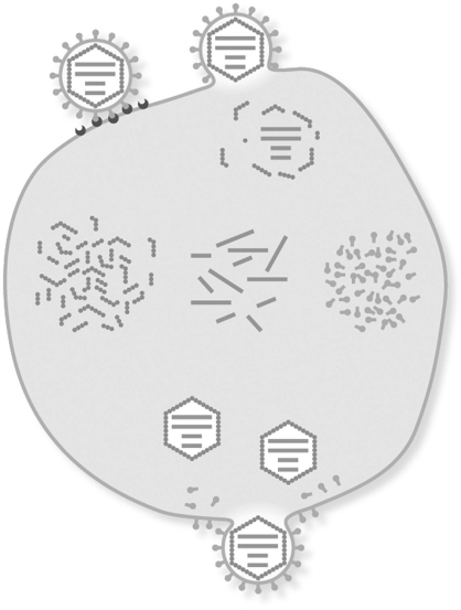 Select three points in the viral replication process and describe how an antiviral drug may be used to target that point. Provide the name of one drug or drug family that targets the steps you chose.