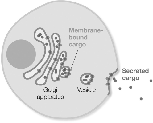 <strong>Which process is pictured? </strong> A) endocytosis B) phagocytosis C) exocytosis D) receptor- mediated endocytosis E) pinocytosis