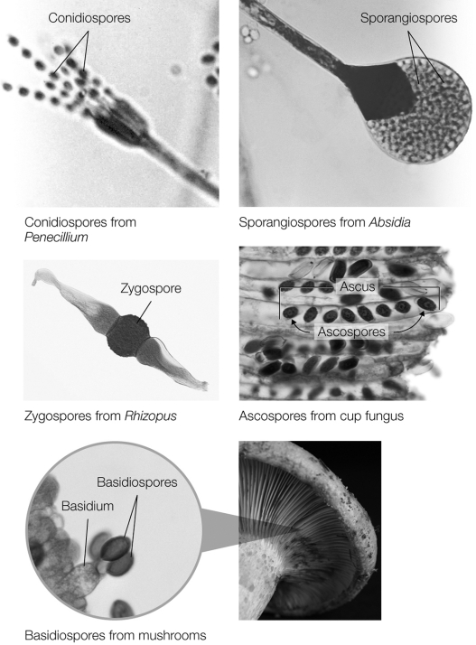 <strong>Which of the following are asexual fungal spores? </strong> A) ascospores, basidiospores, and conidiospores B) any type of fungal spore can be asexual or sexual depending on how it formed C) ascospores, basidiospores, and zygospores D) conidiospores and sporangiospores E) No types of fungal spores are asexual.