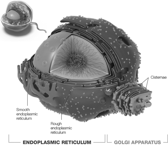 <strong>Which structure pictured is the site of synthesis of proteins destined for secretion? </strong> A) rough endoplasmic reticulum B) rough and smooth endoplasmic reticulum, and cisternae C) rough and smooth endoplasmic reticulum D) cisternae E) smooth endoplasmic reticulum