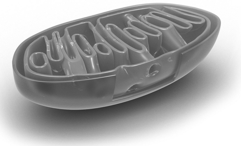 Which portion of the mitochondria is folded to create a large surface area?  
