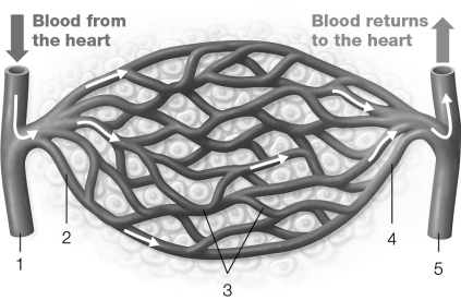 Which of the following numbers represents arterioles?  