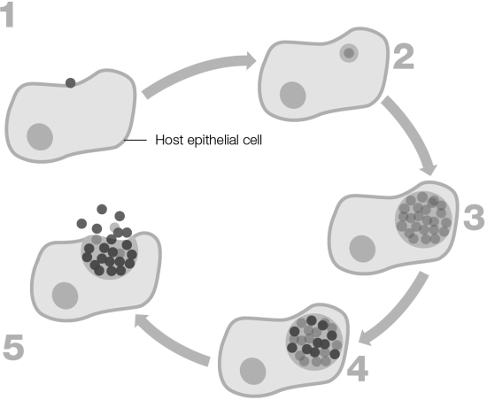 Which numbered stage(s) of the Chlamydia trachomatis life cycle pictured involves the dormant elementary body?