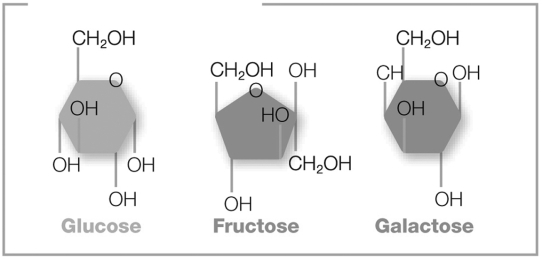 The pictured molecules both contain six carbon atoms, twelve hydrogen atoms, and six oxygen atoms (C6H12O6). However, these atoms are arranged differently in each molecule. What are these molecules called?