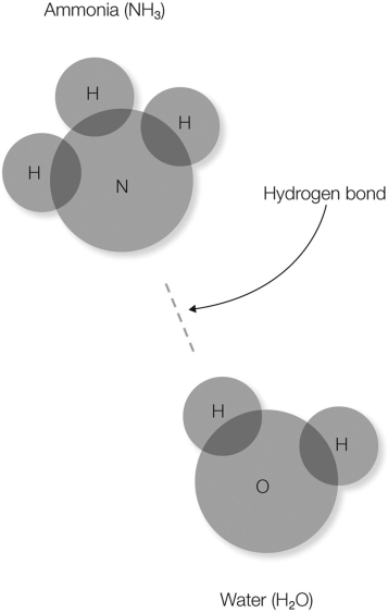 <strong>In the figure shown, which atom(s) will have a partial negative charge? </strong> A) nitrogen and oxygen B) hydrogen C) hydrogen and oxygen D) oxygen E) nitrogen