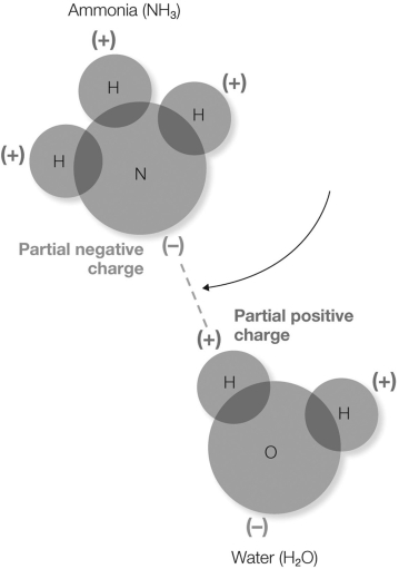 <strong>In the figure shown, what does the dotted line represent? </strong> A) transfer of the electron from the hydrogen atom to the nitrogen atom B) sharing of electrons between the ammonia and water molecules C) a Van der Waals interaction D) an electrostatic interaction between the partially- positive hydrogen and the partially- negative nitrogen E) an interaction between a hydrophilic and a hydrophobic molecule
