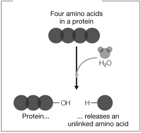 <strong>What type of reaction does the figure show? </strong> A) decomposition and hydrolysis B) dehydration synthesis C) dehydration synthesis and hydrolysis D) decomposition E) hydrolysis