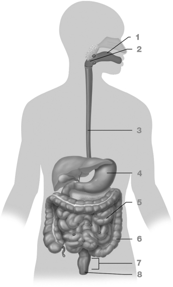 <strong>What is the correct order of the following eight parts of the GI tract? </strong> A) mouth, esophagus, stomach, pharynx, small intestine, large intestine, rectum, anus B) mouth, esophagus, pharynx, stomach, large intestine, small intestine, rectum, anus C) mouth, pharynx, esophagus, stomach, large intestine, small intestine, rectum, anus D) mouth, pharynx, esophagus, stomach, small intestine, large intestine, rectum, anus E) mouth, esophagus, pharynx, stomach, small intestine, large intestine, rectum, anus