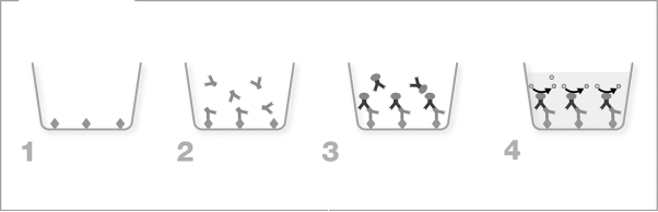 An indirect ELISA is pictured. In which step is the detector antibody added to the assay?